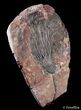 / Inch Moroccan Crinoid #3015-3